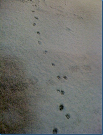 photo (11)