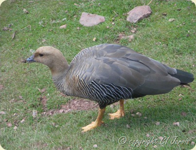 IMGP2561
