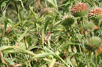 IMG_4878.JPG