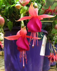 Fuschia Flowers