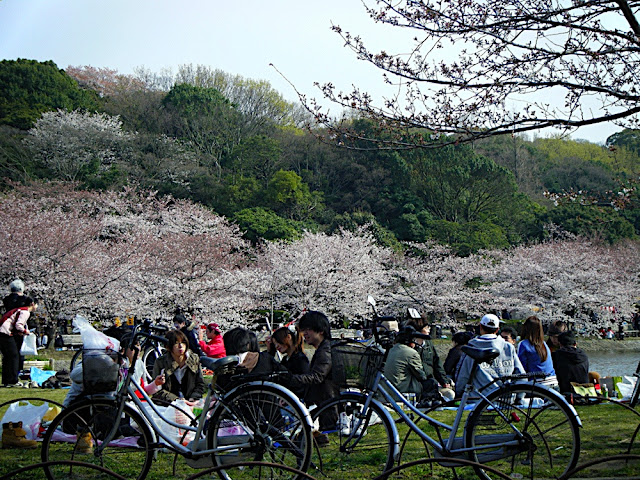 Sakura Viewing in Akashi Castle Park