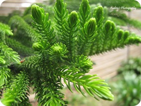 'Leaves' of a Christmas-Tree-Like tree