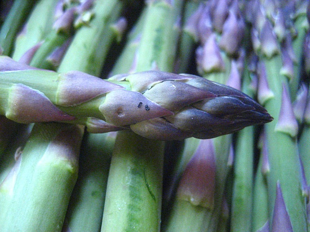 [asparagus1[5].jpg]