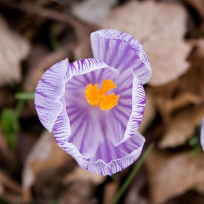 thankful-spring-crocus