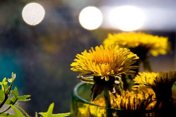 Mommys-flowers Mommys-flowers