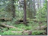 clip_image002