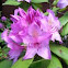 Hoary Azalea