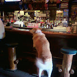Otis the Dog at the Lariat Saloon