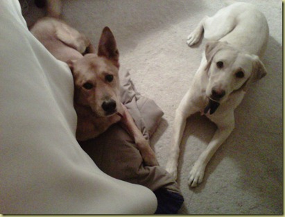 Reyna and Cody, Judi's other dog, laying next to one another.