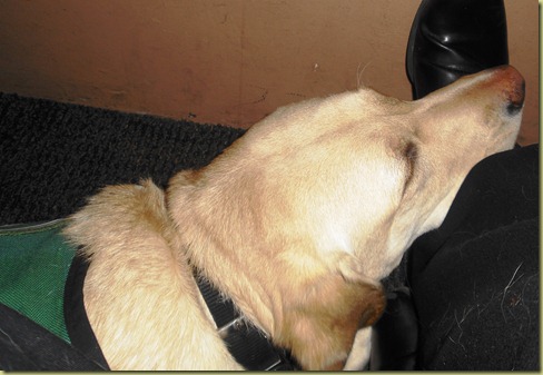 Reyna laying down using my foot as her pillow.