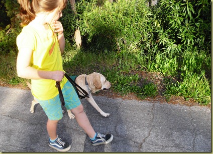 Sara walking Reyna with one hand on the leash.  Reyna is walking like very nicely on the leash.