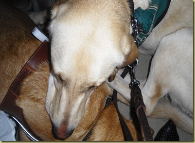 Reyna using Wendy as a pillow at the concert.