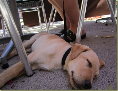 Vienna asleep at the outside table when Stephane and I took her to Pasta Poromdoro for lunch.