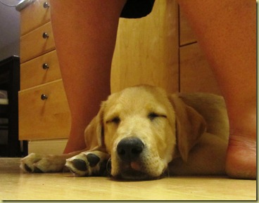 A close up of Vienna sound asleep between my feet as I cook dinner without moving.  Haaa