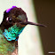 Eugenes fulgens