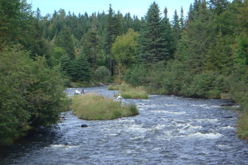 cohos