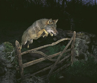 Storybook-Wolf-by-Jose-Lu-0011 1.jpg