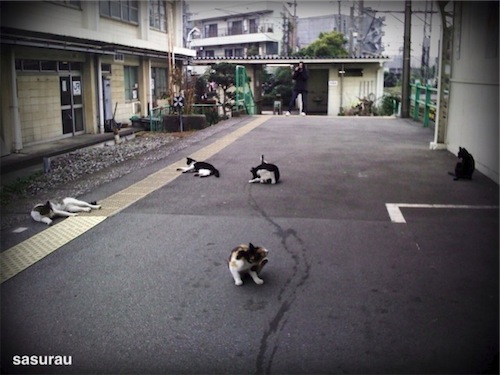 cats 1.jpg