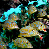 Key Largo