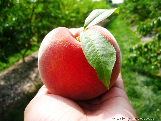 [Peach26.jpg]