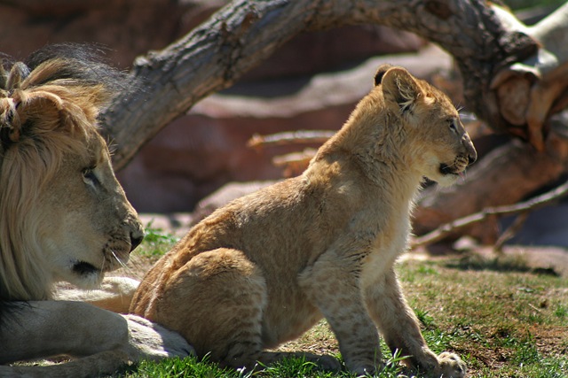 [lion cub[2].jpg]