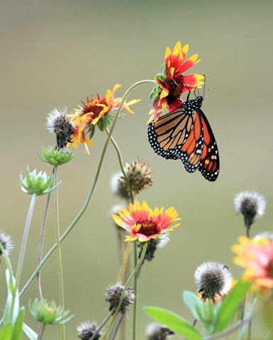[monarch on flower[13].jpg]