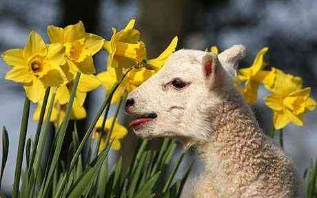 Spring lamb - Spring is in the air