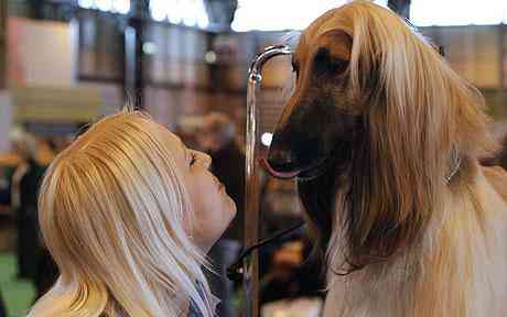 A dog and the owners at Crufts