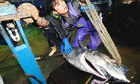 Japanese fishermen unpack a 100kg Pacific bluefin tuna at the pier of Oma in northern Japan