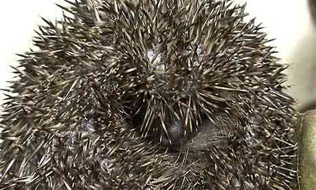 A hedgehog at Vale Wildlife Rescue in Gloucestershire