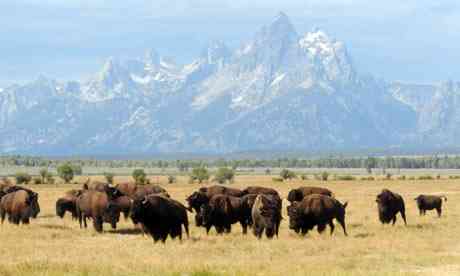 Grand Tetons Bisons