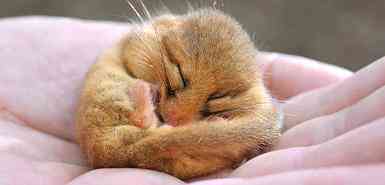 A hibernating dormouse