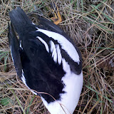 What a cool looking bird
