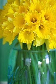 [daffodils-1[5].jpg]