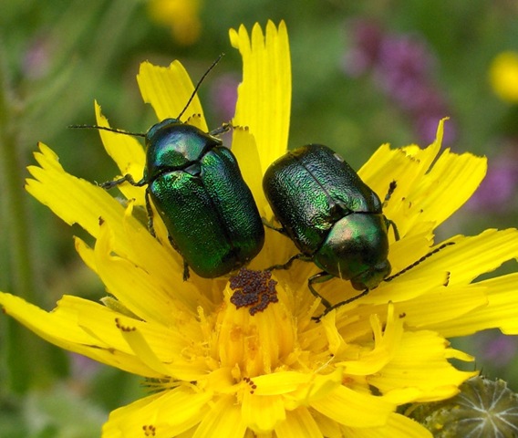 [Green beetles[5].jpg]