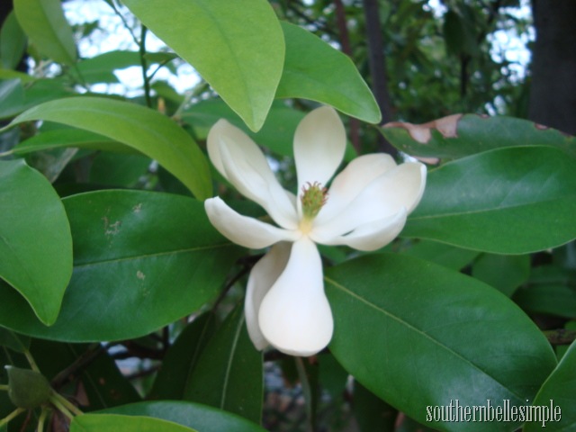 [magnolia[13].jpg]