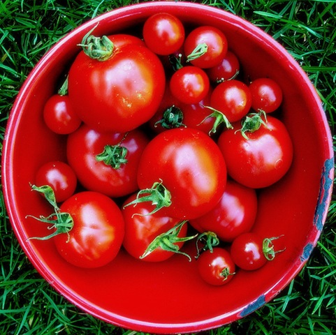 [tomatoes[6].jpg]