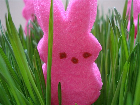 [peeps-in-the-grass[5].jpg]