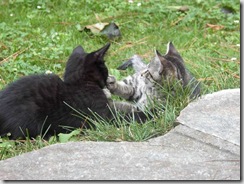 gattini gattini