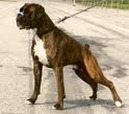 [boxer[13].jpg]