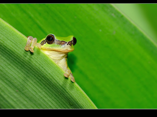 http://lh3.ggpht.com/_HPLJ8aneQSM/TAJuRmnCfPI/AAAAAAAAWPo/-c754bM24as/DSC_2818.jpg
