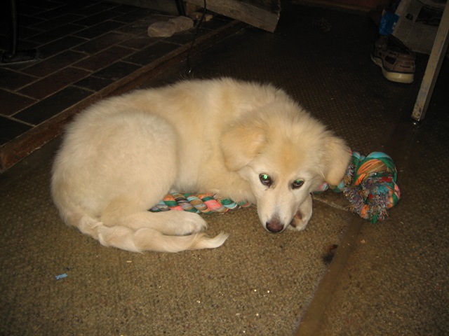 [Ruby curled up with rope toy home_10-19-09 005[2].jpg]
