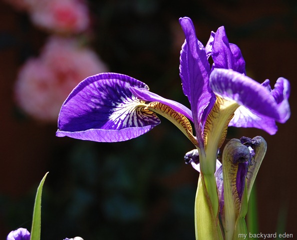 [May162009 029[11].jpg]
