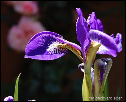Siberian Iris