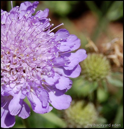 Scabiosa