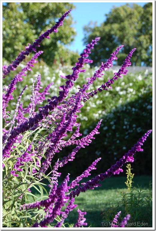 salvia