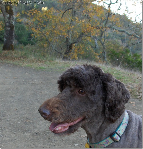 Rosie HIkes