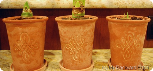 three amaryllis pots