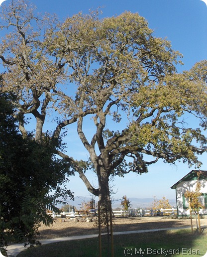 Alviso Adobe Park