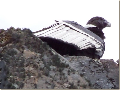 Parque National Torres Del Paine - Andean Condor